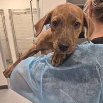 Pixie -  Terrier Dog for Adoption in Tampa, Florida - Pixie | PetCurious