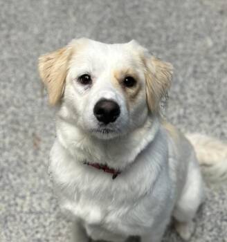 Anastasia -  Border Collie Dog for Adoption in Golden, Colorado - Anastasia | PetCurious