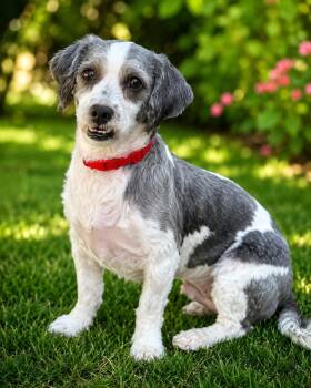 Dorothy -  Lhasa Apso and Mixed Breed Dog for Adoption in Coachella, California - Dorothy | PetCurious