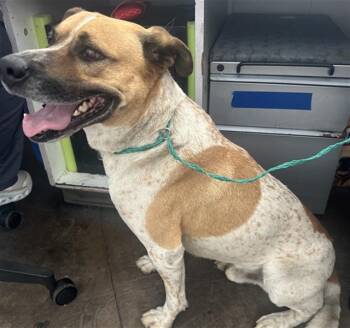 Mixed Breed Dogs Available for Adoption in Dallas, Texas - TURKEY | PetCurious