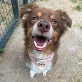 Juno -  Australian Shepherd Dog for Adoption in Houston, Texas - Juno | PetCurious