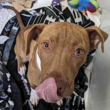 James PR3 -  Mixed Breed Dog for Adoption in Union, Missouri - James PR3 | PetCurious
