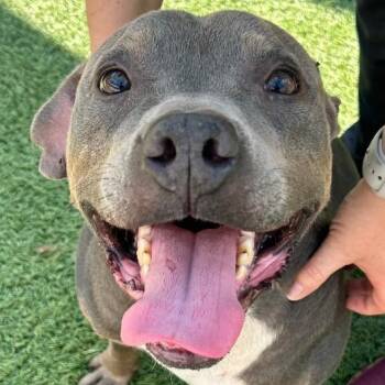 Rescue Mixed Breed Dogs for Adoption in Columbia, South Carolina - PERIWINKLE | PetCurious