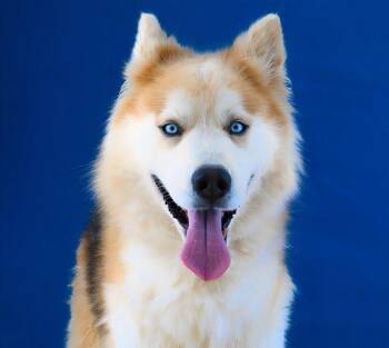 ROCKY -  Siberian Husky Dog for Adoption in Pasadena, California - ROCKY | PetCurious