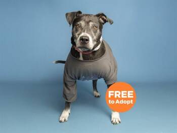Pit Bull Terrier Dogs Available for Adoption in Phoenix, Arizona - PEPPERMINT | PetCurious