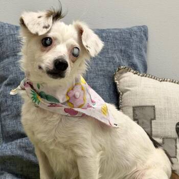 Leeda -  Chihuahua Dog for Adoption in Effingham, Illinois - Leeda | PetCurious