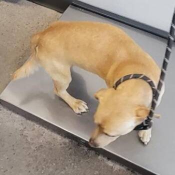 Mixed Breed Dogs Available for Adoption - Percy | PetCurious