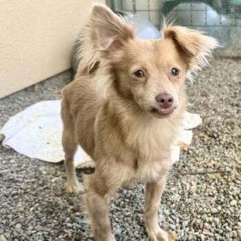Chihuahua Dogs Available for Adoption in Oakland, California - Thornton | PetCurious