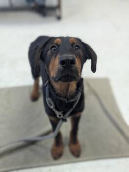 *Raven* -  Rottweiler and Tibetan Mastiff Dog for Adoption in Salt Lake City, Utah - *Raven* | PetCurious