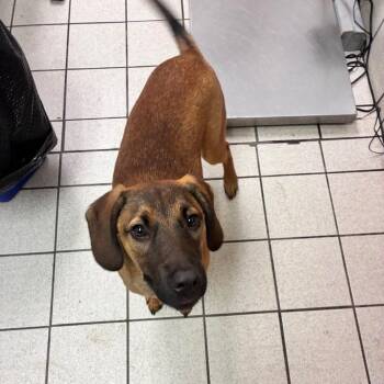 Toast -  Mixed Breed Dog for Adoption in Charleston, West Virginia - Toast | PetCurious