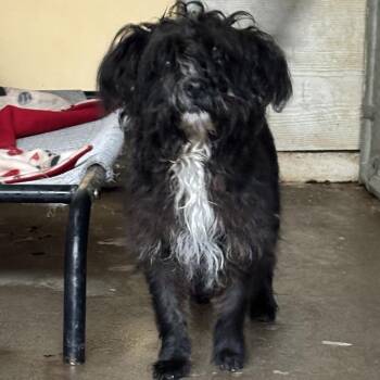 Poodle Dogs Available for Adoption - Kikay | PetCurious