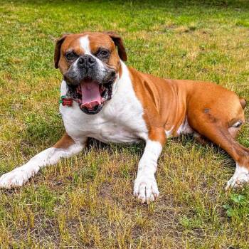 Tyler -  Boxer Dog for Adoption in Woodinville, Washington - Tyler | PetCurious