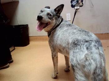 HUCKLEBERRY -  Australian Cattle Dog Blue Heeler Dog for Adoption in Martinez, California - HUCKLEBERRY | PetCurious