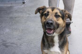 Clark -  German Shepherd Dog Dog for Adoption in Terre Haute, Indiana - Clark | PetCurious