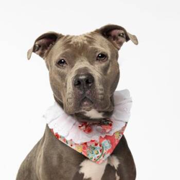 Augie -  Mixed Breed Dog for Adoption in Atlanta, Georgia - Augie | PetCurious
