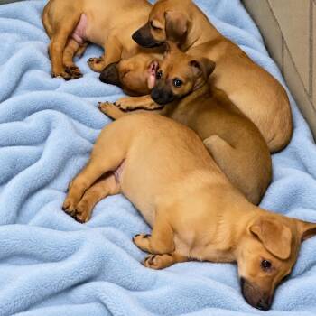 WAGS-Stray-23503 -  Chihuahua and Mixed Breed Dog for Adoption in Westminster, California - WAGS-Stray-23503 | PetCurious