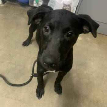 Saint Ann "Anna" -  Labrador Retriever and Mixed Breed Dog for Adoption in Washburn, Missouri - Saint Ann "Anna" | PetCurious