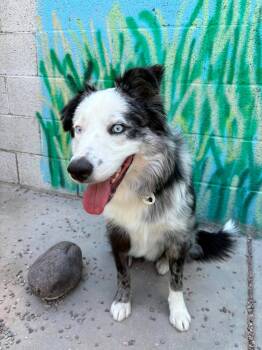 Marble -  Australian Shepherd Dog for Adoption in Phoenix, Arizona - Marble | PetCurious