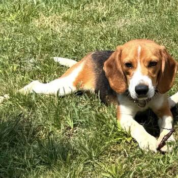Waylon -  Beagle Dog for Adoption in New York, New York - Waylon | PetCurious
