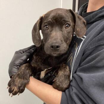 Terrier and Mixed Breed Dogs Available for Adoption - Amir | PetCurious