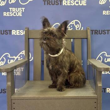 LALA -  Terrier and Mixed Breed Dog for Adoption in Waterford, New Jersey - LALA | PetCurious