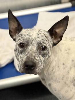 CHARLEY -  Mixed Breed Dog for Adoption in Dallas, Texas - CHARLEY | PetCurious