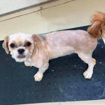 Sponge -  Shih Tzu Dog for Adoption in Houston, Texas - Sponge | PetCurious