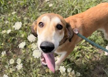 TULIP -  Foxhound and Mixed Breed Dog for Adoption in Colorado Springs, Colorado - TULIP | PetCurious