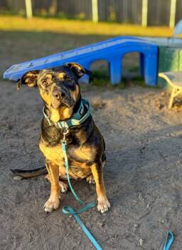 Rescue Shepherd Dogs for Adoption in New Bern, North Carolina - Dutchess | PetCurious