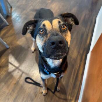 Red -  German Shepherd Dog Dog for Adoption in Chicago, Illinois - Red | PetCurious