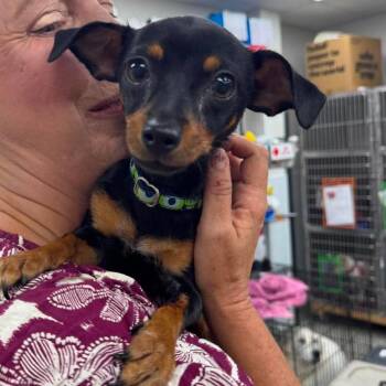 Inga -  Mixed Breed Dog for Adoption in Fredericksburg, Virginia - Inga | PetCurious