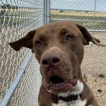 Pit Bull Terrier and Chocolate Labrador Retriever Dogs Available for Adoption in North Battleford, Saskatchewan - Titan | PetCurious