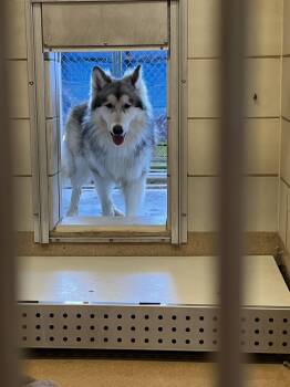 American Eskimo Dog Dogs Available for Adoption in Murphy, Texas - Skye | PetCurious