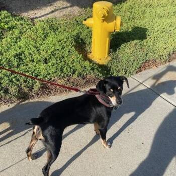 Miniature Pinscher Dogs Available for Adoption - LuLa | PetCurious