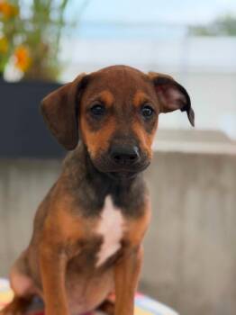 Toy Story Litter - Woody -  Mixed Breed Dog for Adoption in Savage, Minnesota - Toy Story Litter - Woody | PetCurious