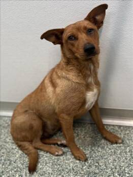 Rescue German Shepherd Dog and Labrador Retriever Dogs for Adoption in Salisbury, North Carolina - MAGGIE | PetCurious