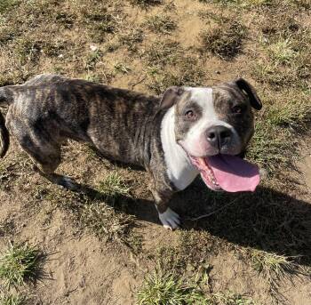 Eclair -  Mixed Breed Dog for Adoption in Mishawaka, Indiana - Eclair | PetCurious
