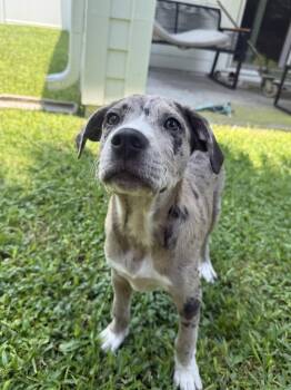 Maeve -  Labrador Retriever Dog for Adoption in West Palm Beach, Florida - Maeve | PetCurious