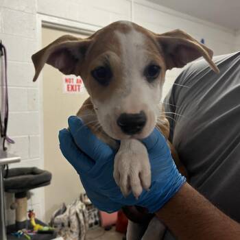 Moondragon -  Mixed Breed Dog for Adoption in Edinburg, Texas - Moondragon | PetCurious