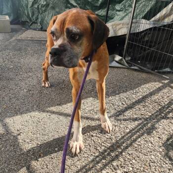 Irene -  Boxer Dog for Adoption in Evensville, Tennessee - Irene | PetCurious