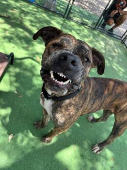 American Bulldog Dogs Available for Adoption in Lakeland, Florida - Mr. Parsons | PetCurious