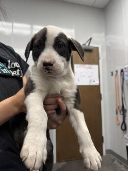 Mixed Breed Dogs Available for Adoption in North Charleston, South Carolina - 06684B Phoenix | PetCurious