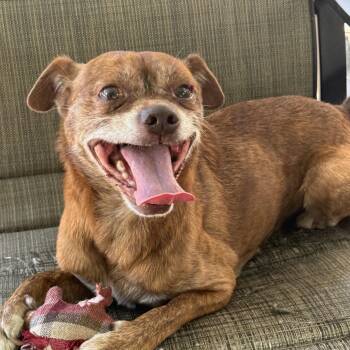 Benji -  Puggle and Pug Dog for Adoption in Modesto, California - Benji | PetCurious