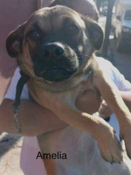 Rescue Pug and Mixed Breed Dogs for Adoption in Severance, Colorado - Amelia | PetCurious