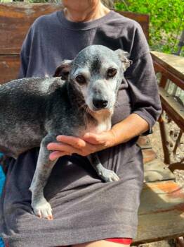 Maine - NH -  Chihuahua and Dachshund Dog for Adoption in Bryan, Texas - Maine - NH | PetCurious