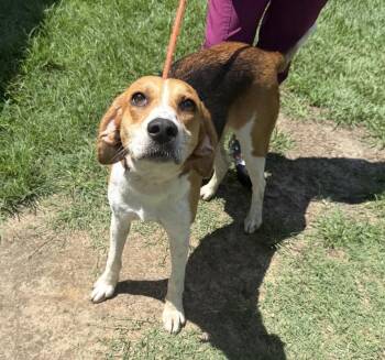 Brynn- Just a sweet little hound girl looking for love. -  Foxhound and Beagle Dog for Adoption in Conway, South Carolina - Brynn- Just A Sweet Little Hound Girl Looking For Love. | PetCurious