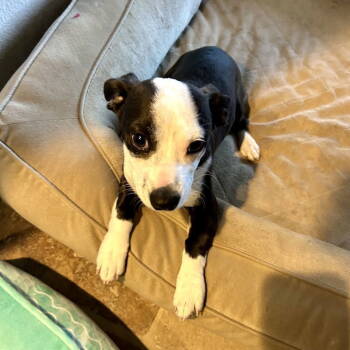 Rescue American Staffordshire Terrier Dogs for Adoption in San Juan Capistrano, California - Scottie | PetCurious