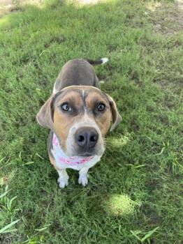 NANCY -  Ibizan Hound Dog for Adoption in Tulsa, Oklahoma - NANCY | PetCurious