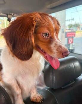 Freckles (Toy Aussie) -  Australian Shepherd and Dachshund Dog for Adoption in South Saint Paul, Minnesota - Freckles (Toy Aussie) | PetCurious
