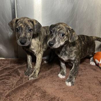 Pegasus -  Terrier Dog for Adoption in Palm Springs, California - Pegasus | PetCurious